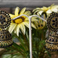 Gold-Polished Alloy Black Rhinestones Studded Jhumki Earrings - The Pari - Swadesiicart