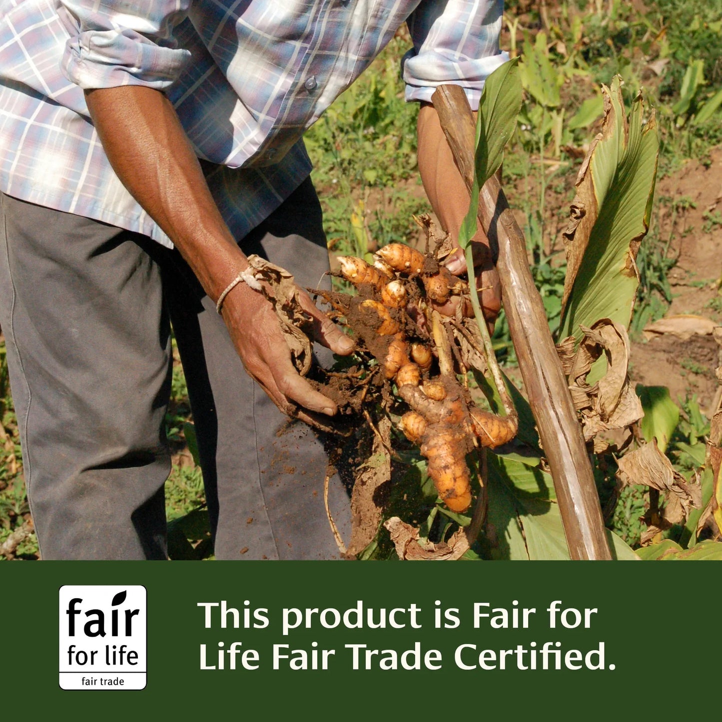 Turmeric powder - Certified Organic