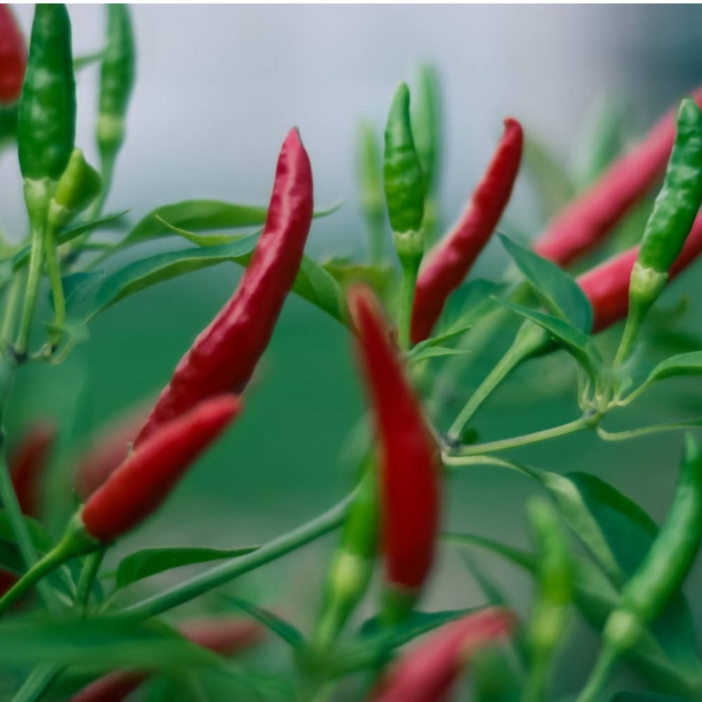Freshon Guntur Chilli Natural - Swadesiicart