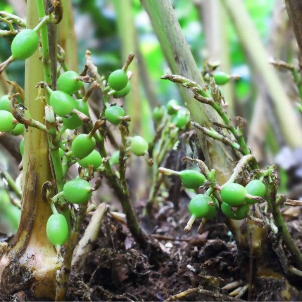Green Cardamom