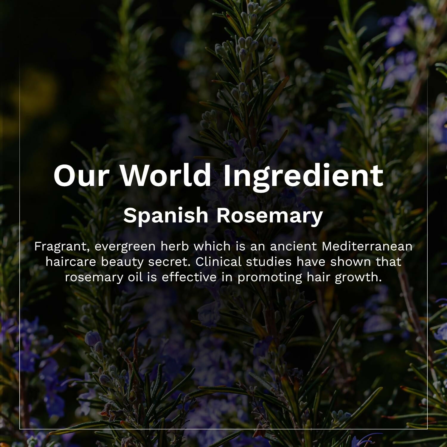Pilgrim Spanish Rosemary & Biotin Anti Hairfall Conditioner For Reducing Hair Loss & Breakage - Swadesiicart
