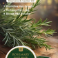 Al Masnoon Rosemary Hair Mask with Aloe Vera & Castor Oil