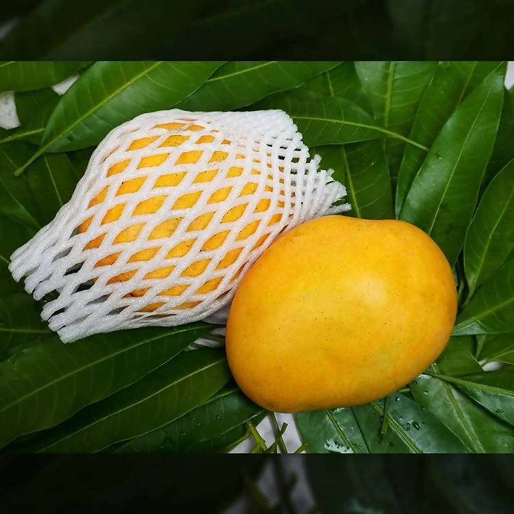 Banginapalli Mangoes / Benishan / Chappatai / Safeda / Badam Aam