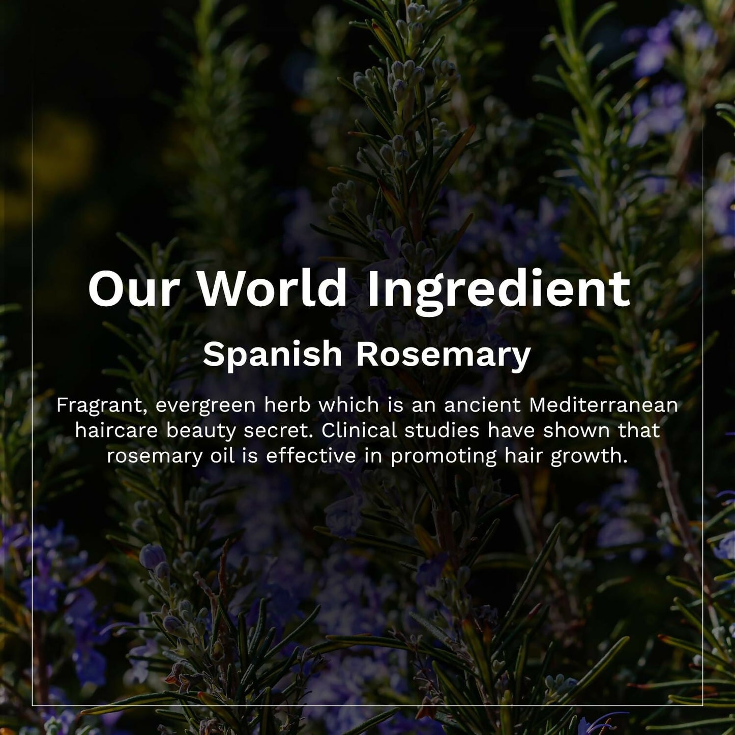Pilgrim Spanish Rosemary & Biotin Anti Hairfall Shampoo For Reducing Hair Loss & Breakage - Swadesiicart